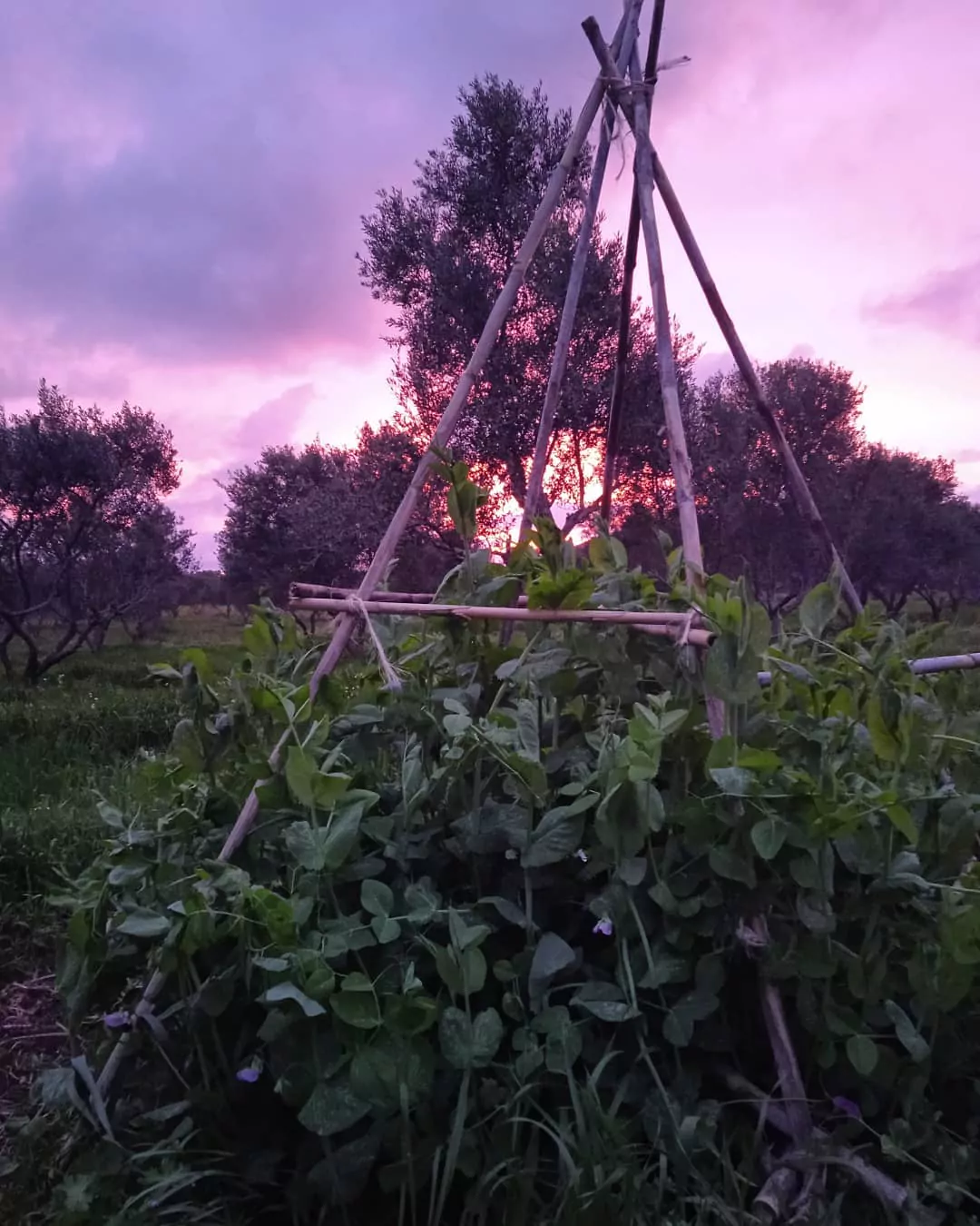 Dio Pigadia – Die Permakultur Farm in Griechenland Sunnenuntergang auf der Permakulturfarm